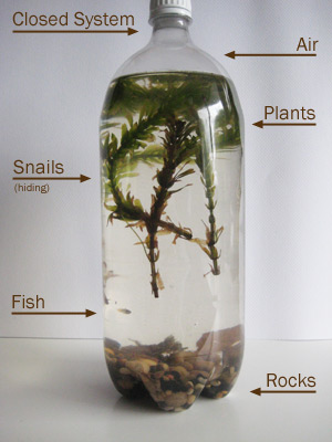 Bottled Ecosystem