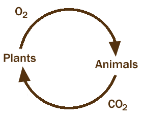 Carbon-Oxygen Cycle